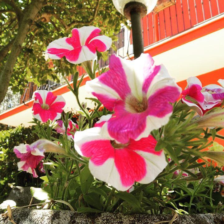 B&B Il Giardino Delle Camelie Palestrina Exteriör bild