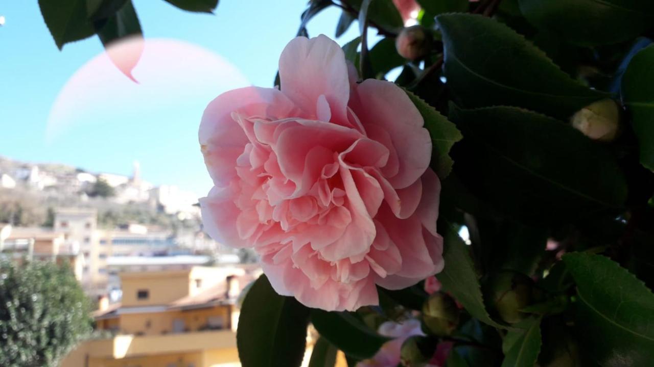 B&B Il Giardino Delle Camelie Palestrina Exteriör bild